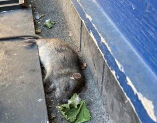 巨型老鼠爆料视频播放下载,播放下载背后的惊人真相 第1张 巨型老鼠爆料视频播放下载,播放下载背后的惊人真相 第1张